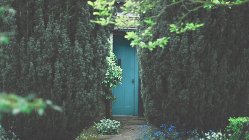 A blue door hidden amongst tall green hedges.